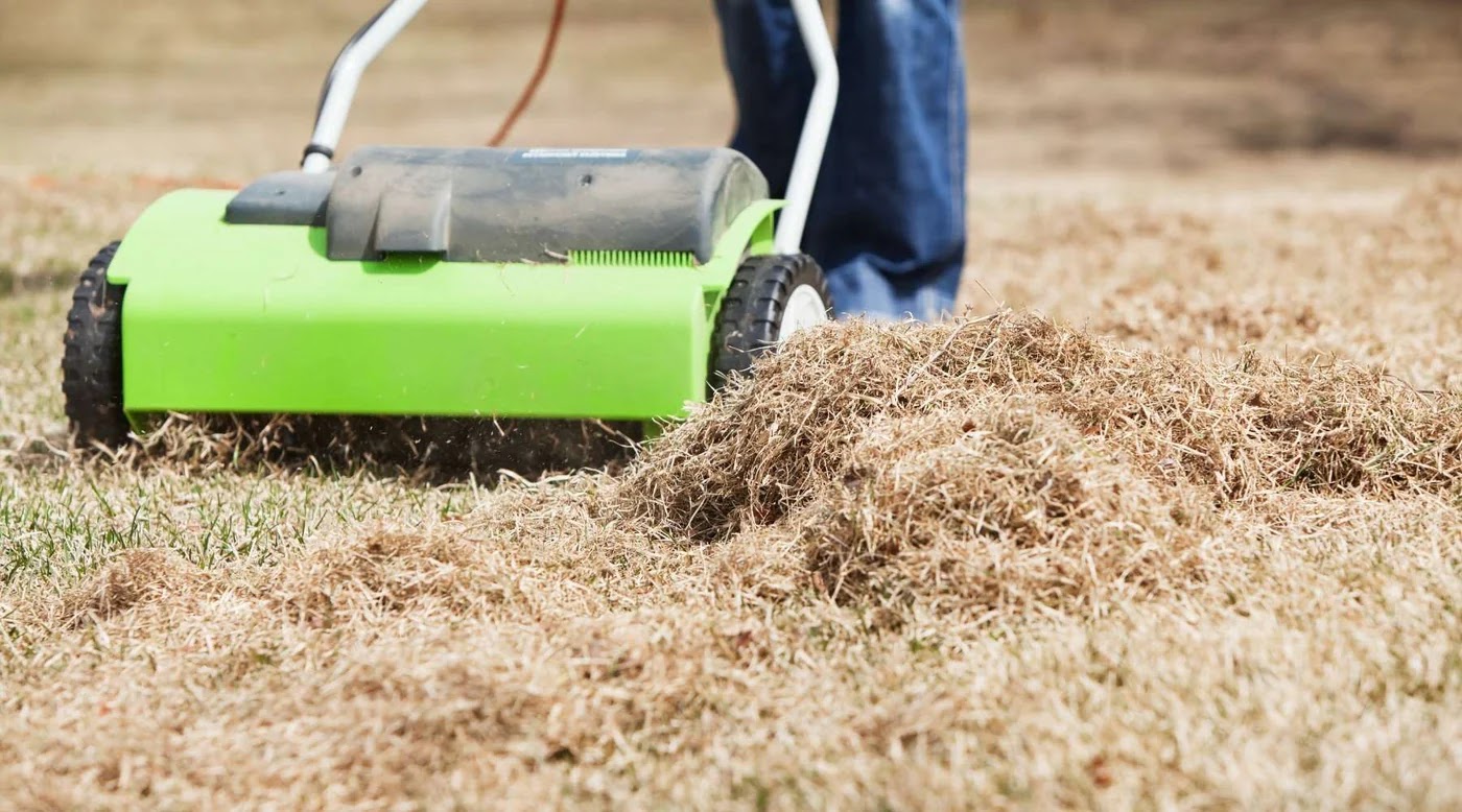 Raking and dethatching lawn