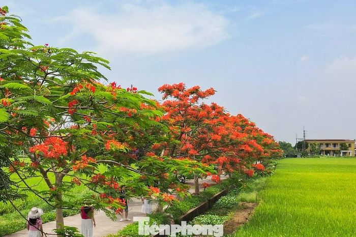 Check-in đường hoa đẹp như phim ở Bắc Ninh - Báo Tiền Phong