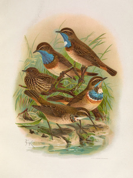 Erithacus cyaneculus