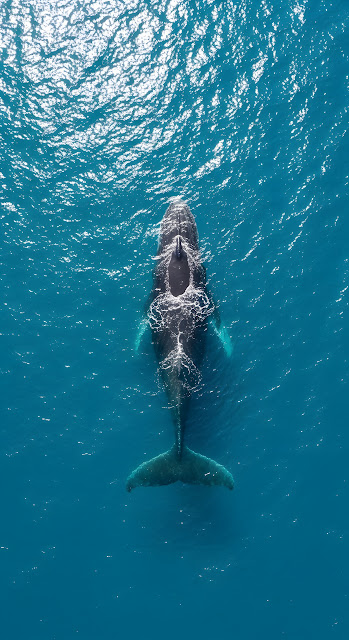 Overhead Aerial of a Humpback Whale Swimming in Bright Turquoise Ocean Water - Free mobile Wallpaper