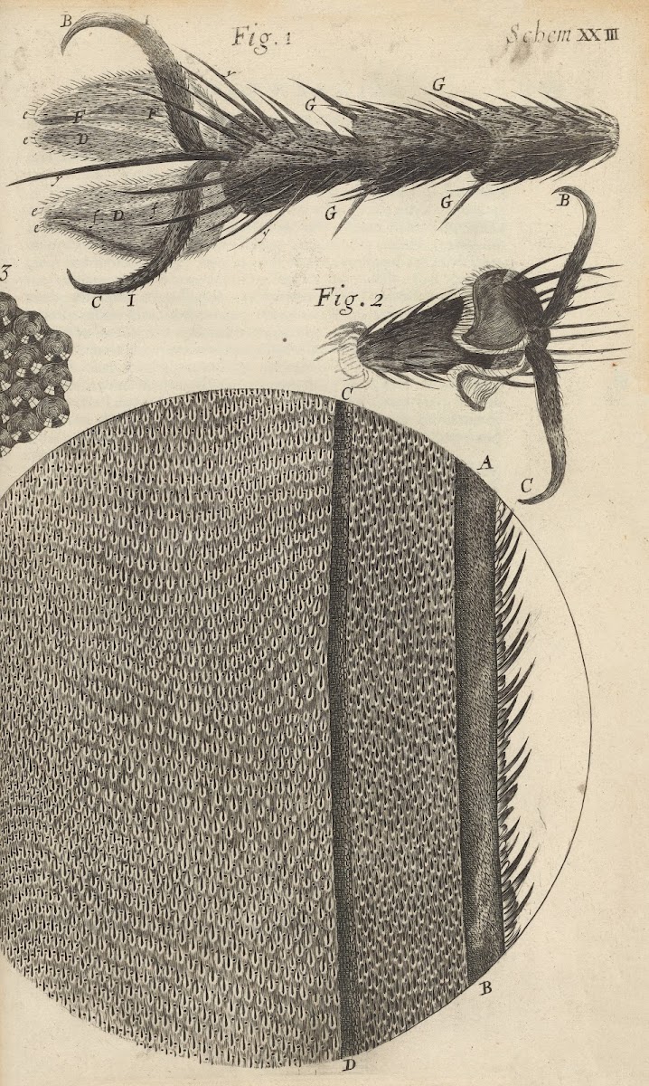 Microscopic view of the feet and wings of flies 1665