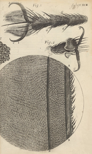 Microscopic view of the feet and wings of flies 1665