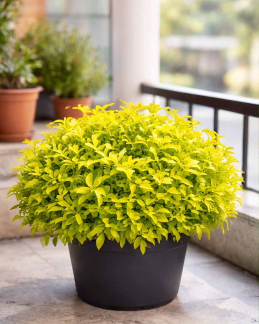 Duranta Plant — view 1