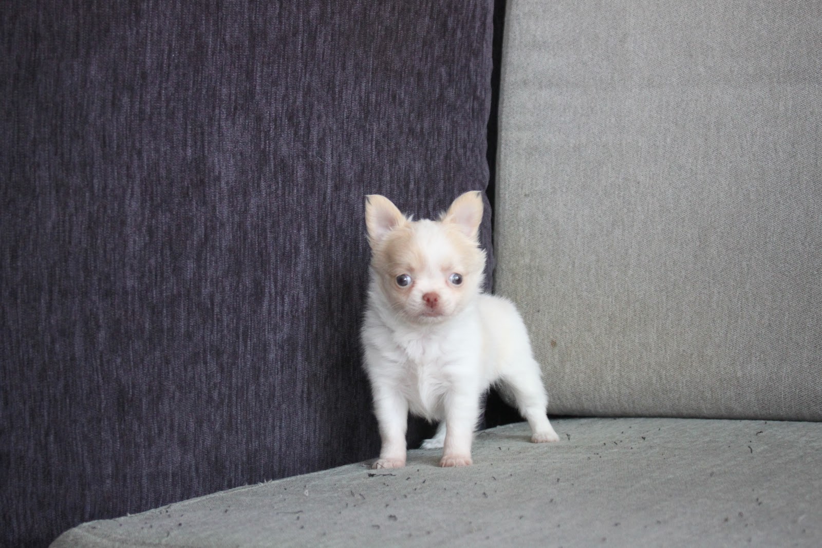 1/4出生 高端優質迷你長毛吉娃娃奶油白花妹妹