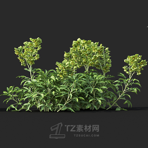 Maxtree - Plant Models Vol.60
