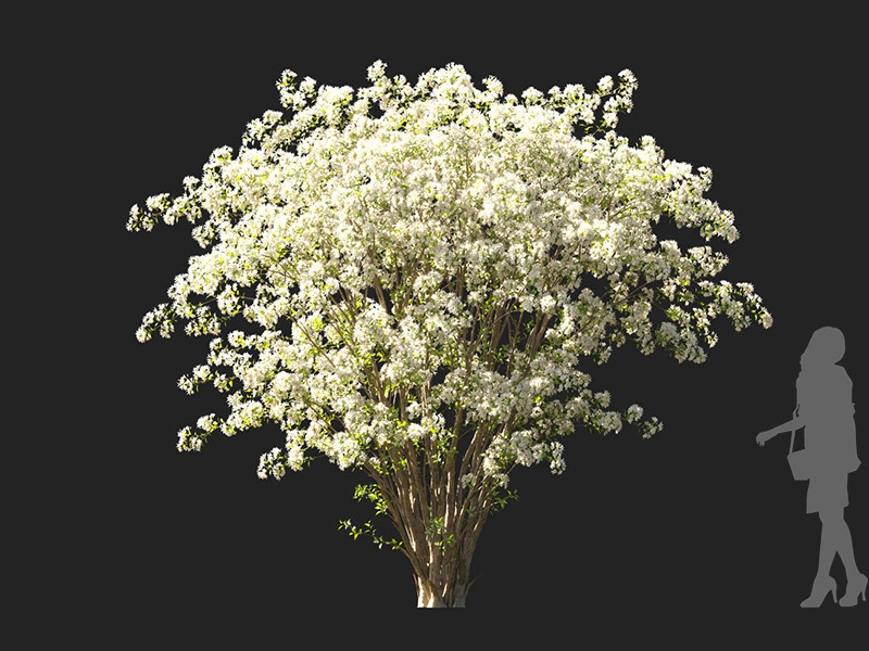 Maxtree - Plant Models Vol.122