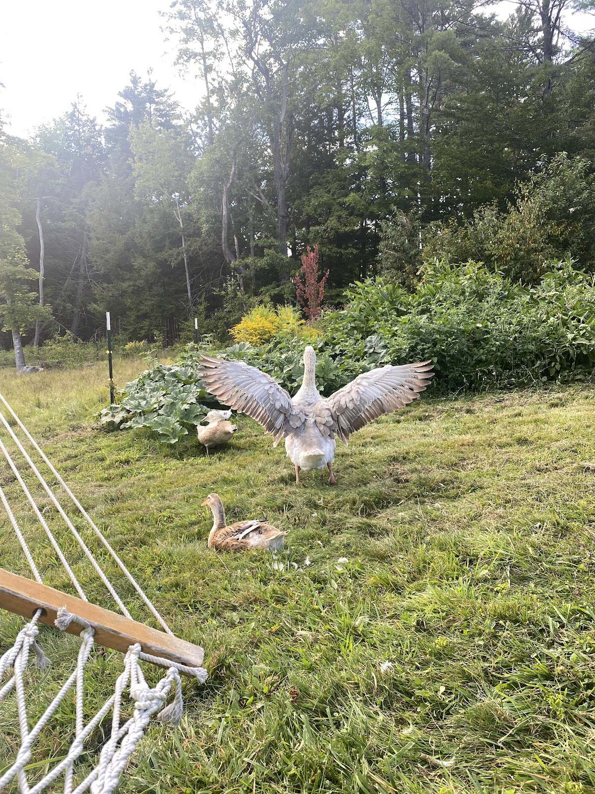 Silver Appleyard Duckling, Buff Goose