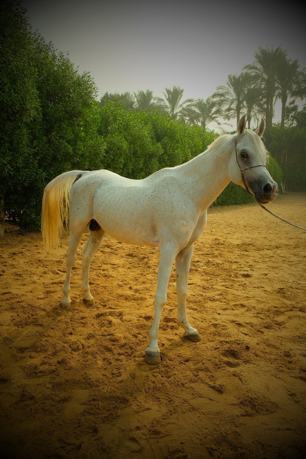 Marwan - Horse available for riding at Beit Zeina in Saqqara, Egypt. Meet this elegant Fleabitten Grey, identifiable by the subtle, delicate spotting