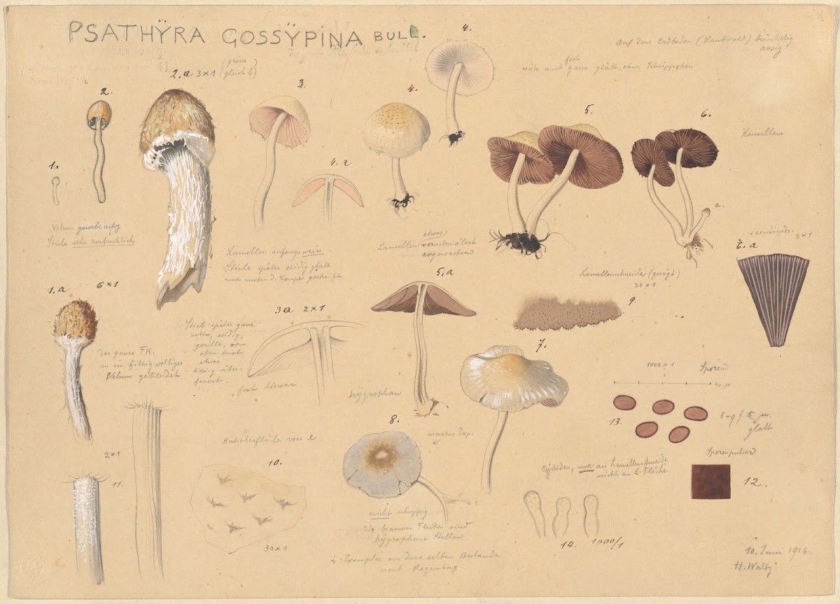 Psathyra gossypina Bull 1915 1945