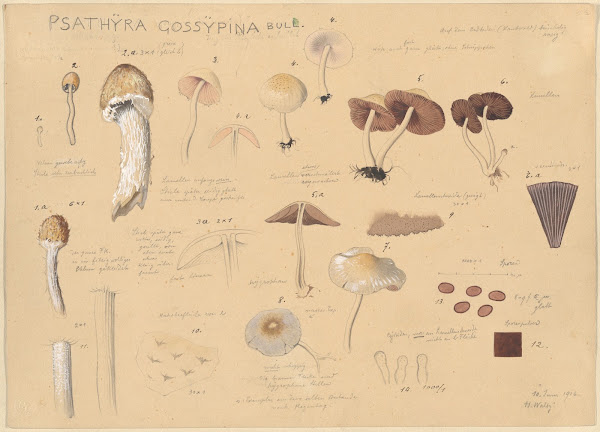 Psathyra gossypina Bull 1915 1945