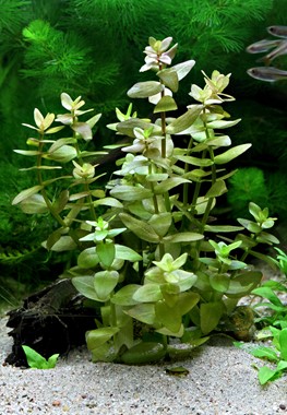 Bacopa caroliniana