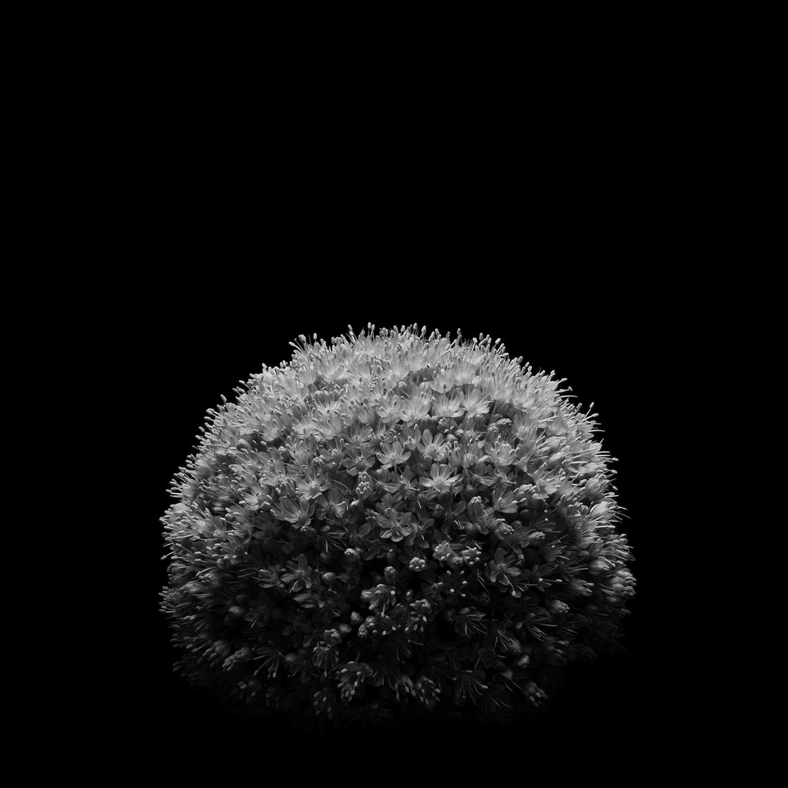 Download Black Flower 2K iPhone