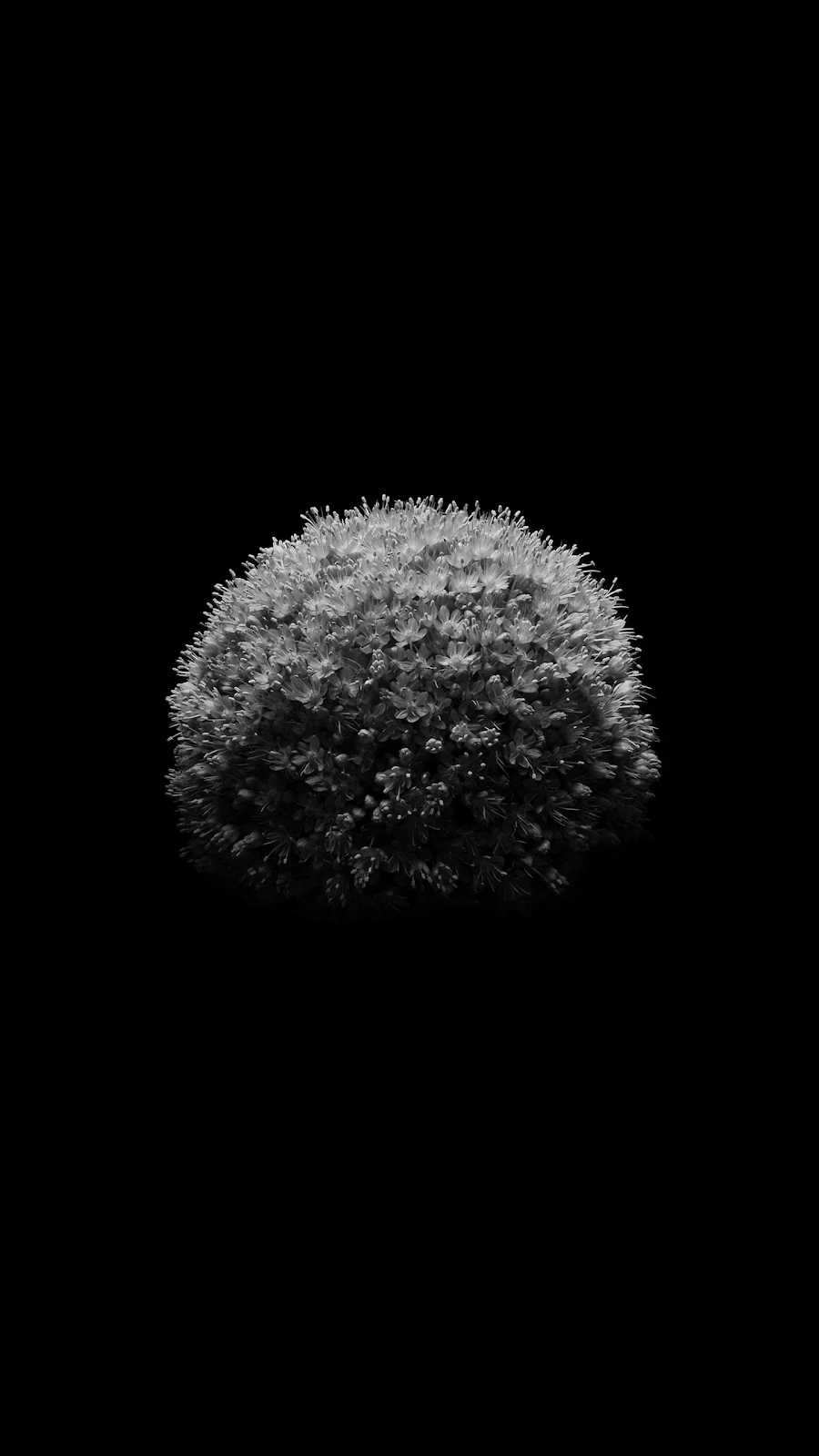 A Cool Black Flower 2K iPhone Wallpaper for Free Download in High Quality [1440x2560]