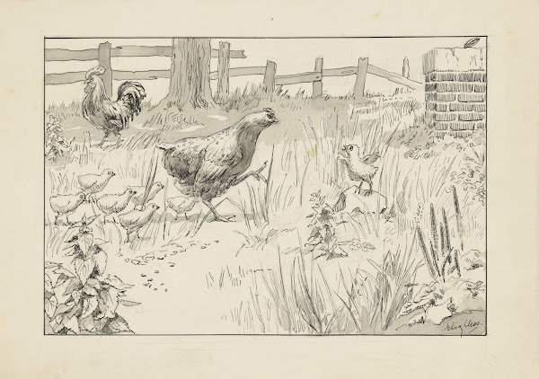 Kip en kuikens in een omheind veld