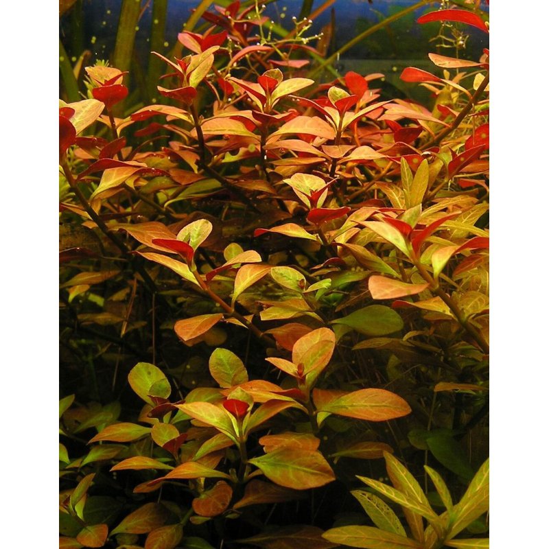 Ludwigia repens
