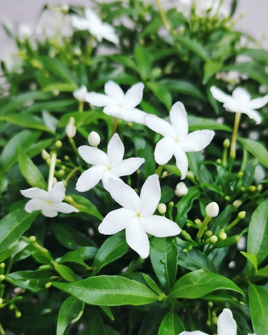 Mini Tagar Plant — view 2