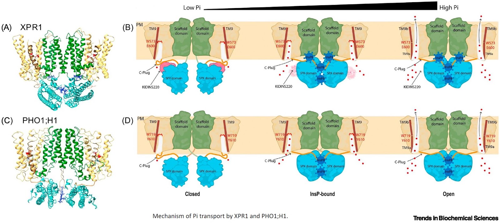 Mechanism of phosphate export across eukaryotes