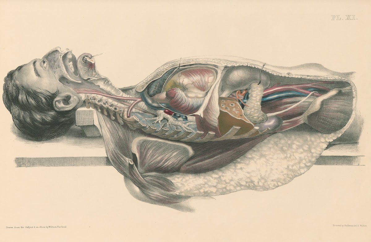 Medical anatomy or Illustrations of the relative position and movements of the i