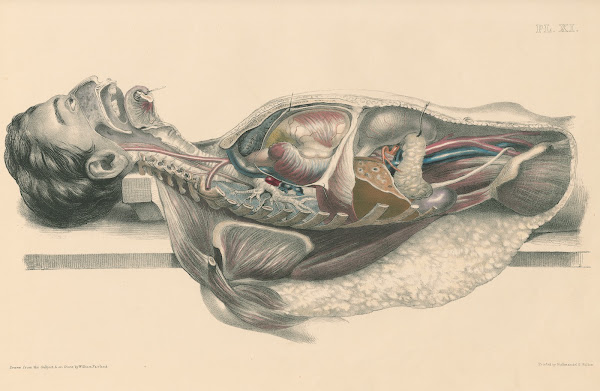 Medical anatomy or Illustrations of the relative position and movements of the i