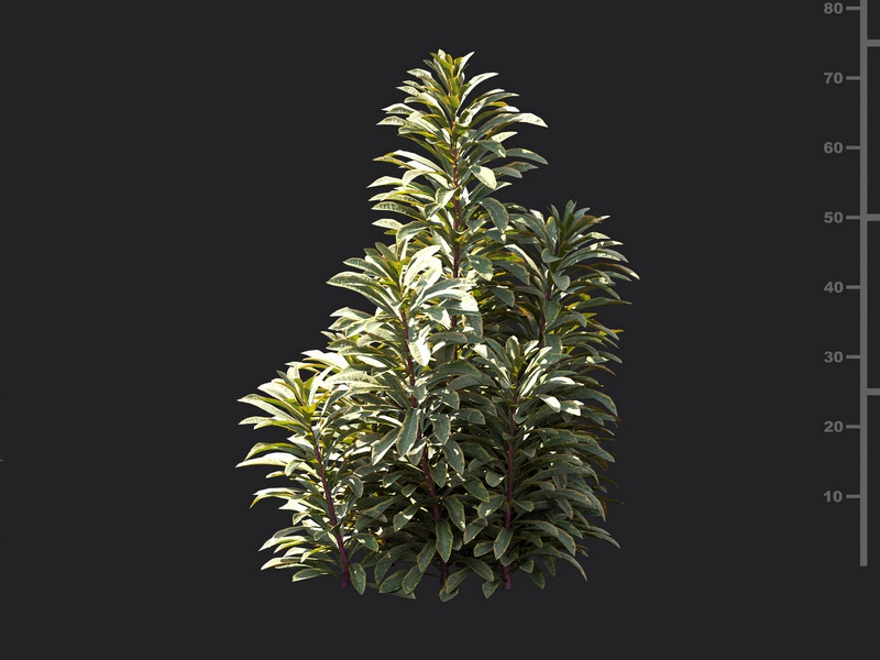 Maxtree - Plant Models Vol.119