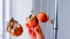 Mát-xa hồng mỗi ngày để trái hồng tươm mật đều hơn. Mỗi ngày bạn nên xịt phun sương giấm trắng hoặc rượu lên từng trái hồng, giúp hạn chế bị mốc.