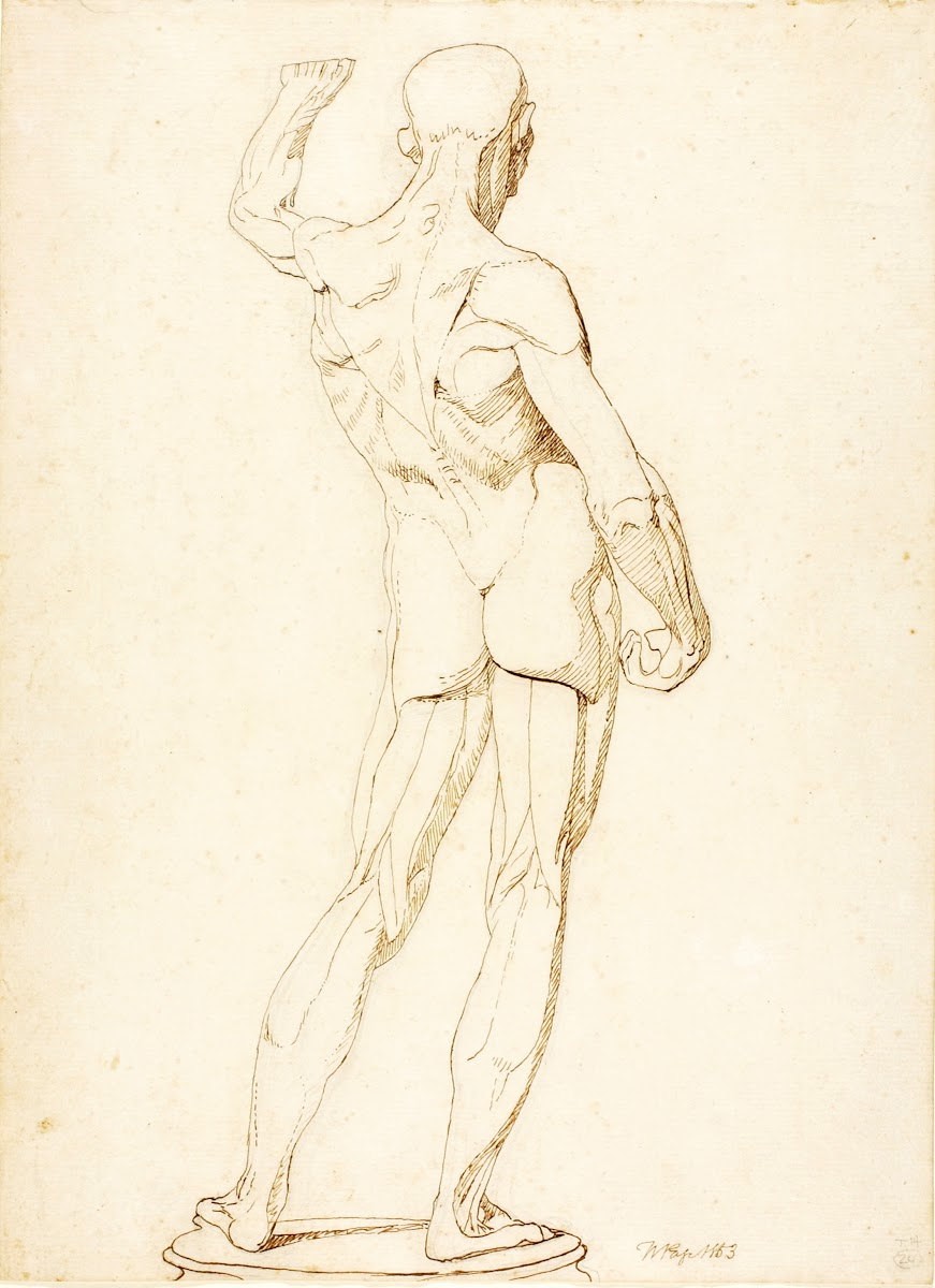 An Ecorche Rear View 1853