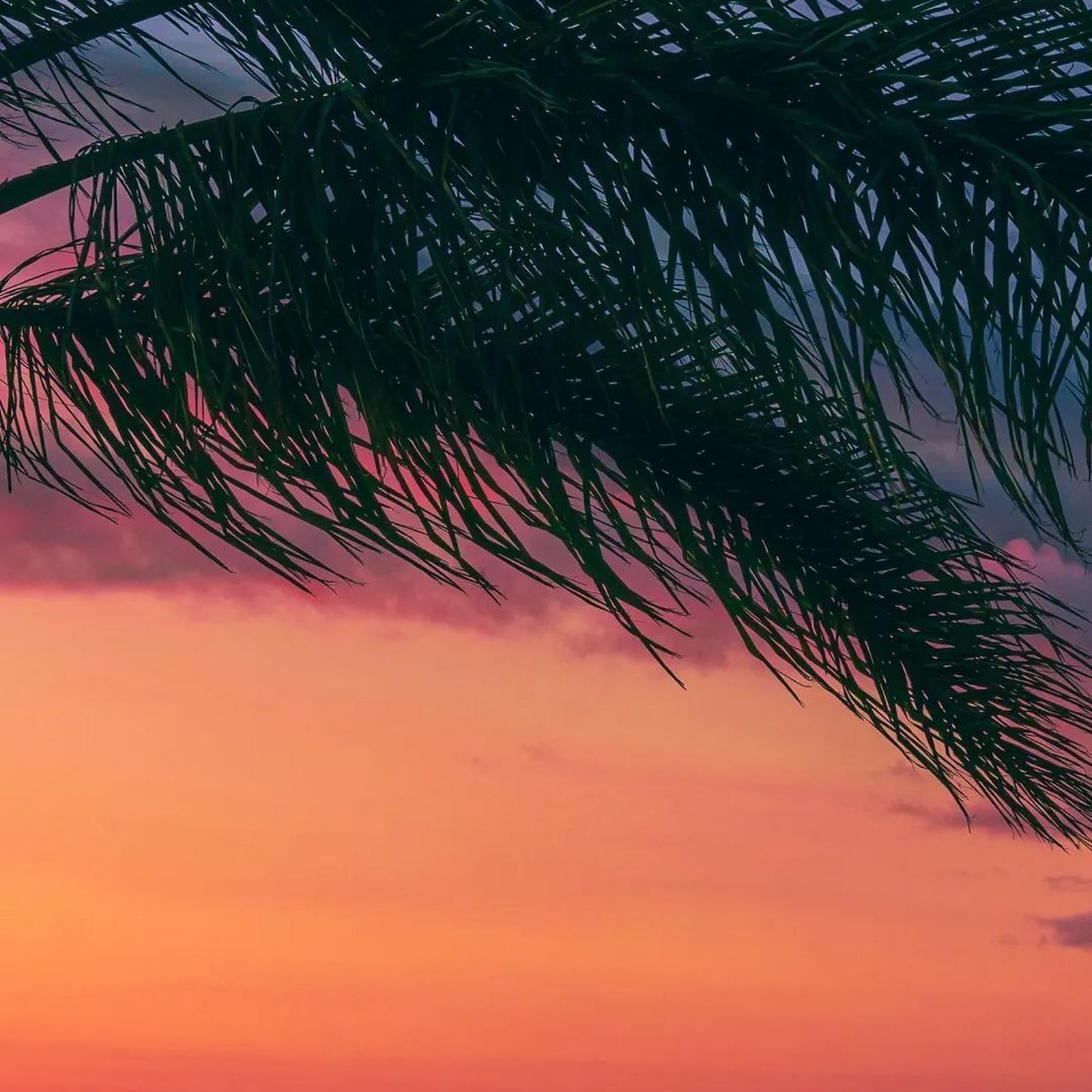 Download Palm Silhouette at Sunset Full HD iPhone