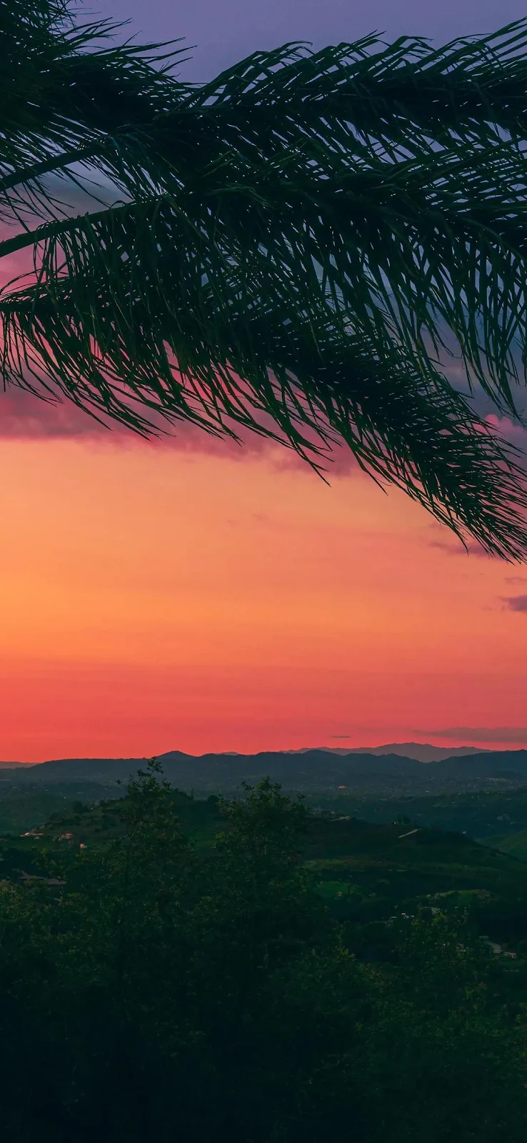 Palm Silhouette at Sunset - Landscape Photography Full HD iPhone Wallpaper (1080x2340)