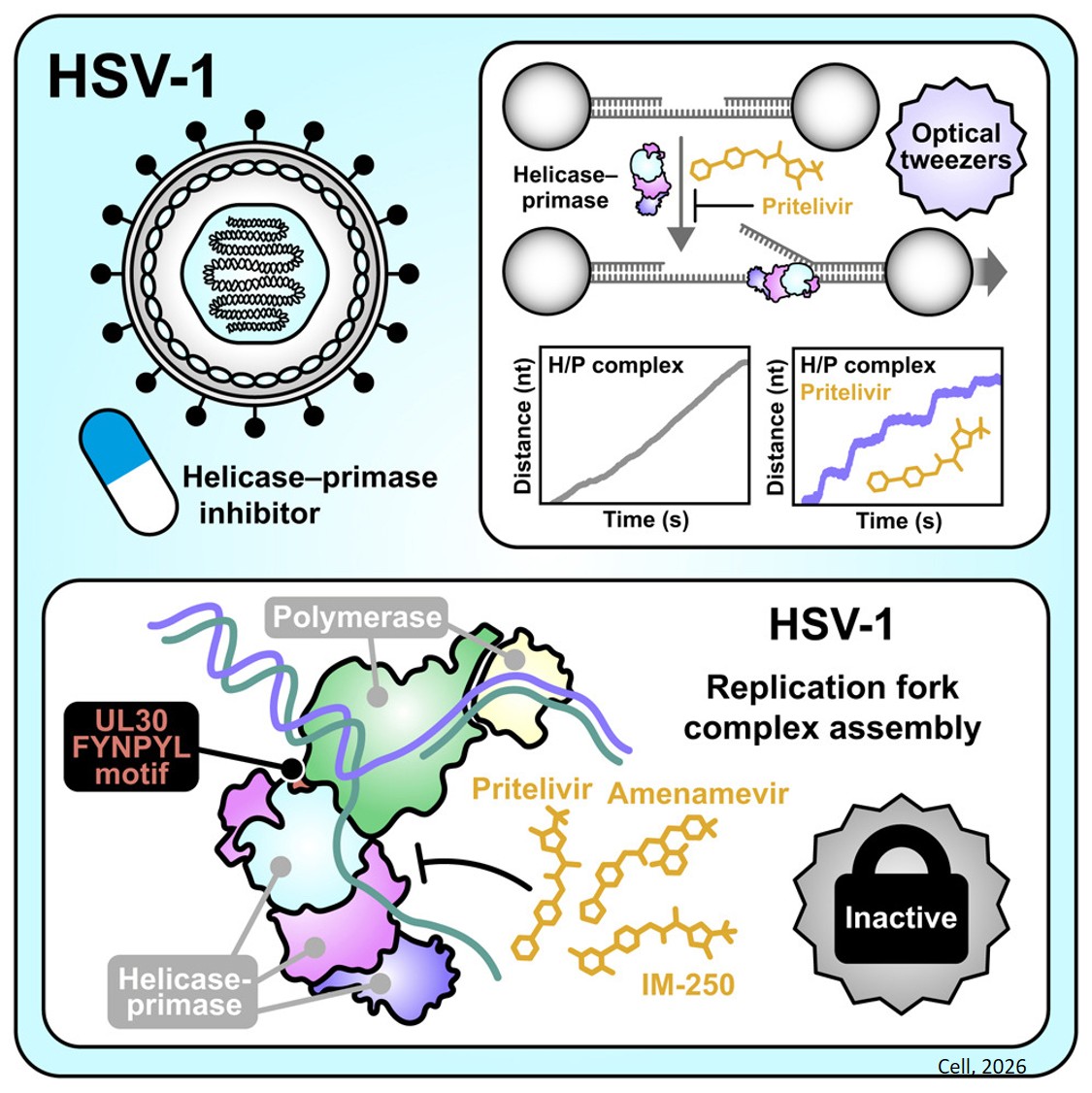 Mechanisms of HSV-1 helicase-primase inhibition and replication fork complex assembly