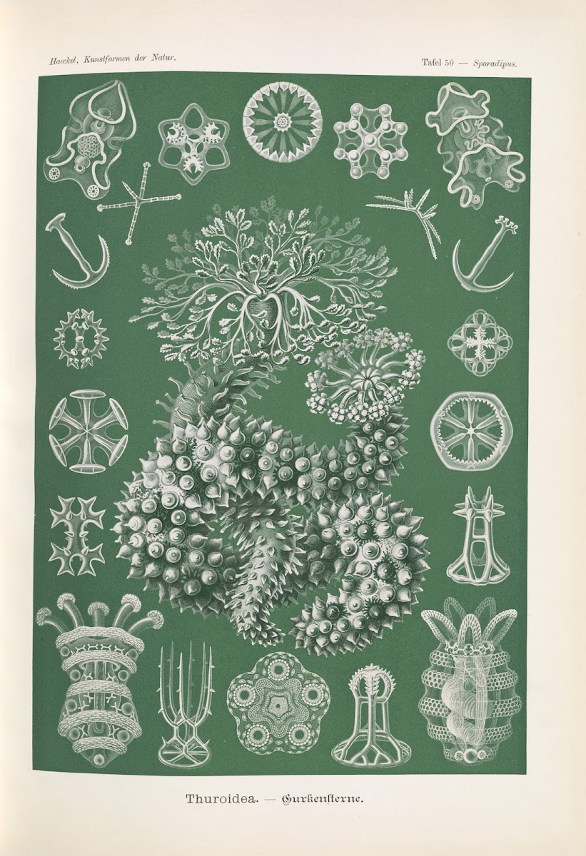 Thuroidea  Gurkensterne 1904