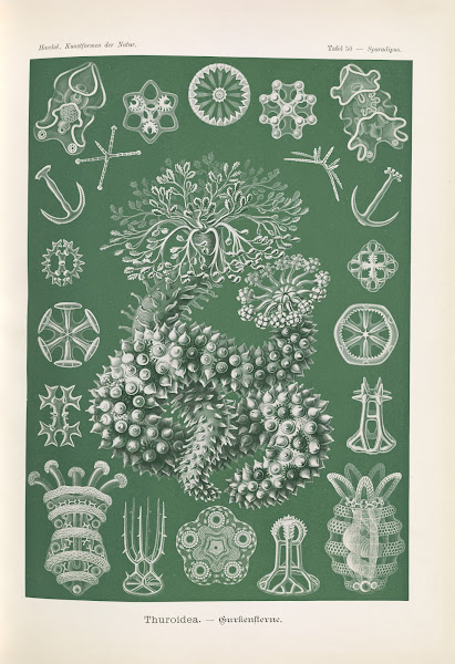 Thuroidea  Gurkensterne 1904
