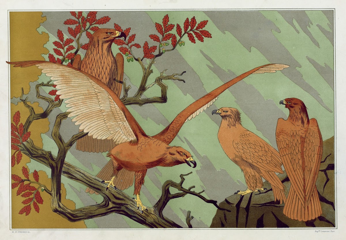 Aigles 1897