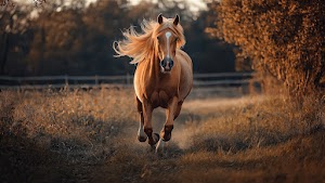 Brown Horse Wallpaper