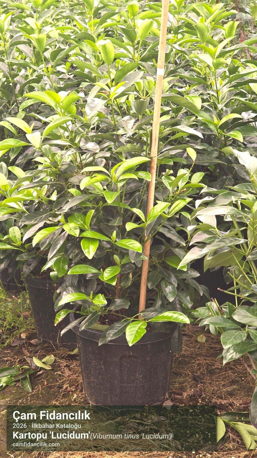 Kartopu 'Lucidum' - Viburnum tinus 'Lucidum' Çam Fidancılık Yalova foto 2