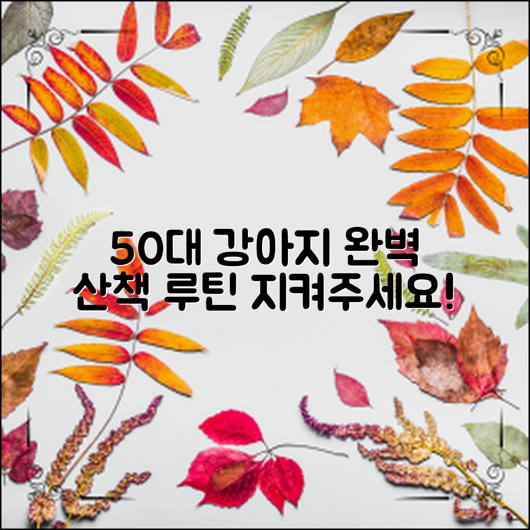 50대 강아지를 위한 완벽한 산책 루틴 제안