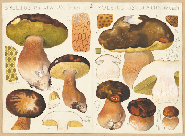 Boletus ustulatus Paulet Boletus ustulatus Paulet 1915 1945