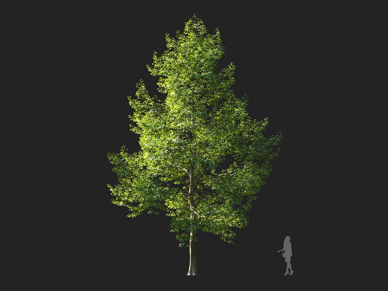 Maxtree - Plant Models Vol.114