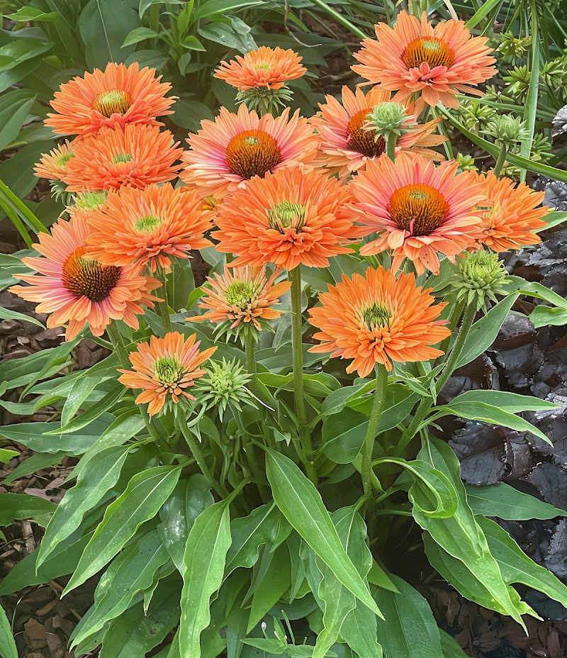 Echinacea purpurea 'Sunseekers Pumpkin Pie' in pieno sole con fiori arancioni e rossi