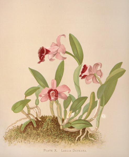 Laelia Dayeana 1885