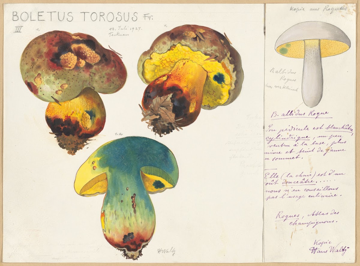 Boletus torosus 1915 1945