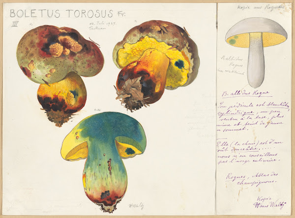 Boletus torosus 1915 1945
