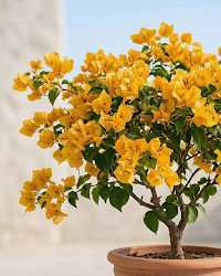 Imported Adarna Gold Bougainvillea Plant
