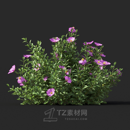 Maxtree - Plant Models Vol.60