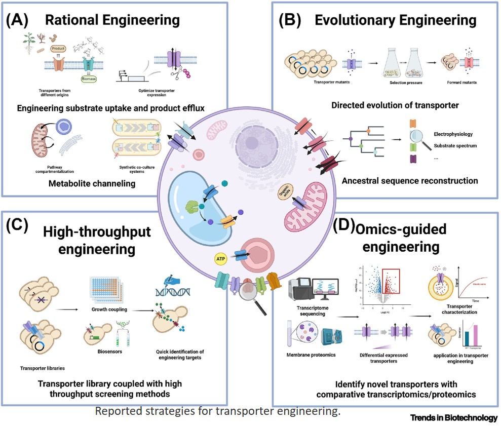 Engineering and characterization of small- molecule transporters for cell factories