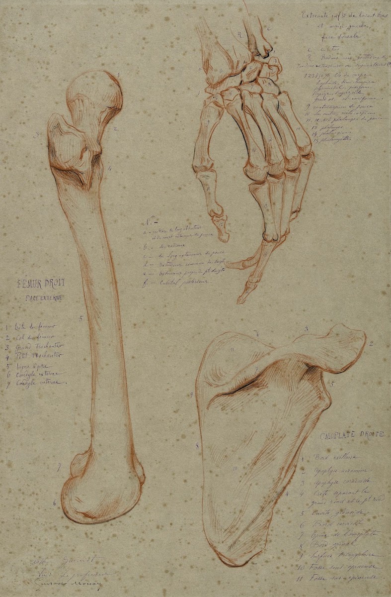 Trois études fémur droit main gauche face dorsale omoplate droite