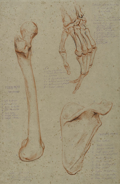 Trois études fémur droit main gauche face dorsale omoplate droite