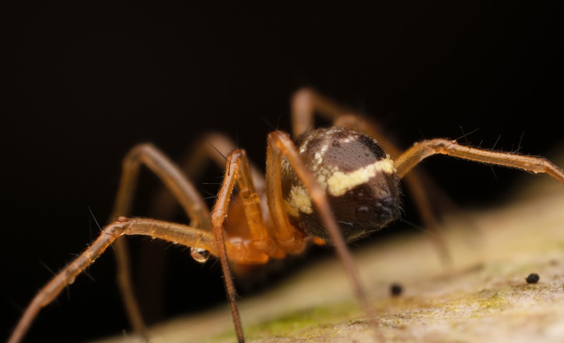 Linyphia hortensis