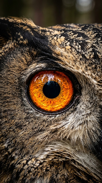Extreme Close-Up Macro Shot Of An Owl's Eye - Free mobile Wallpaper