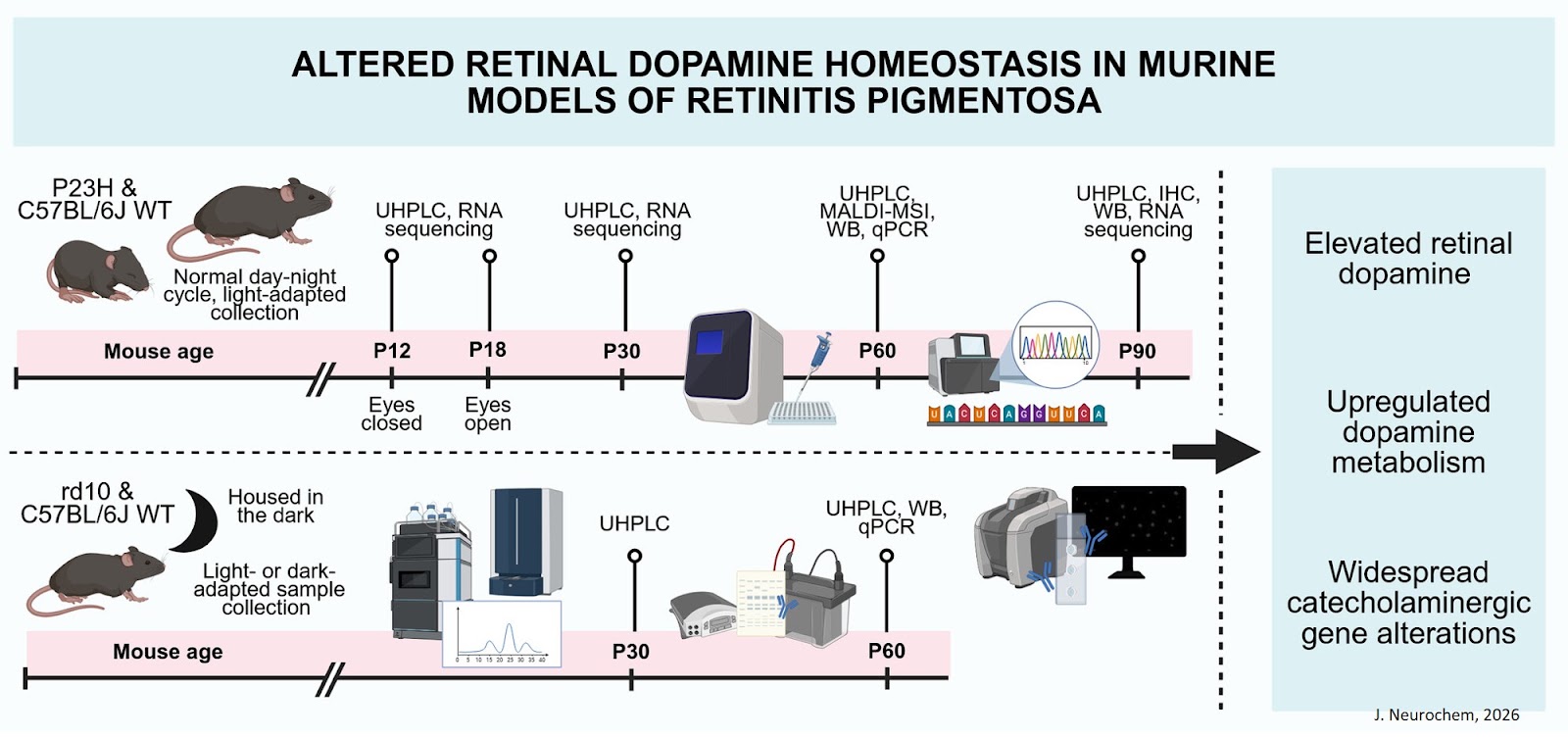Altered Retinal Dopamine Homeostasis in Murine Models of Retinitis Pigmentosa