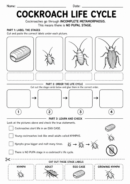 Cockroach Life Cycle Worksheet